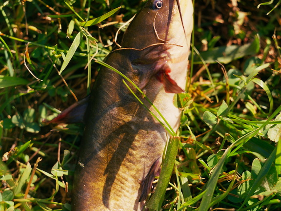 Fishing in Jackson Park, Spring 2010